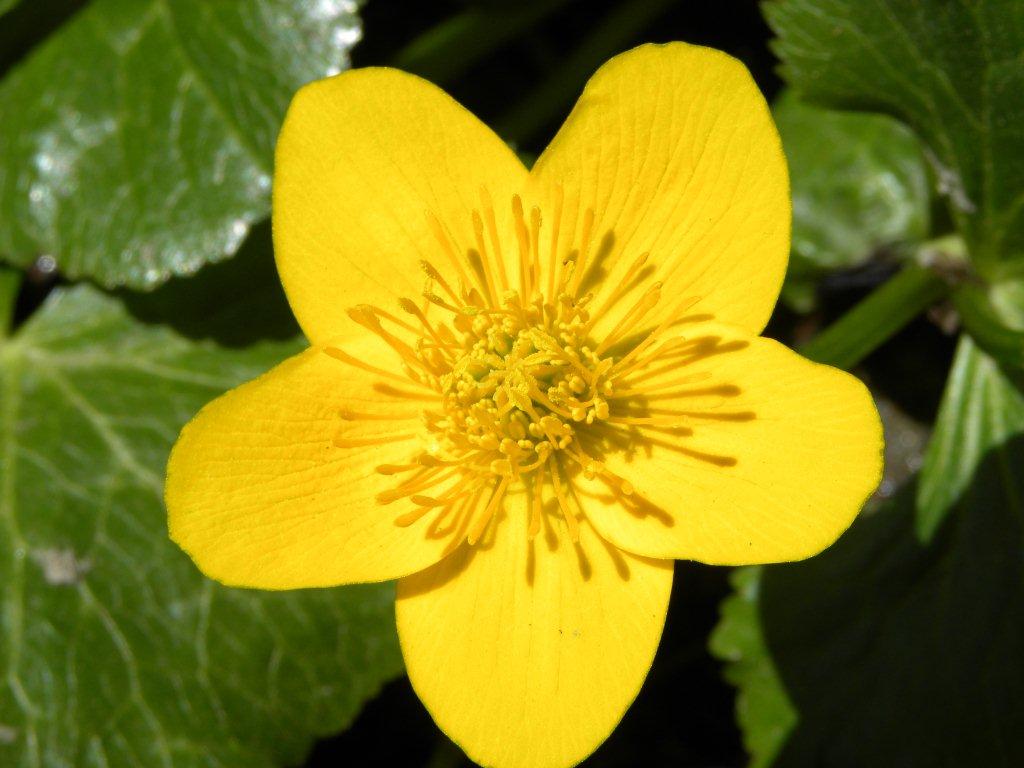 Annexe Caltha des marais, fleur.jpg