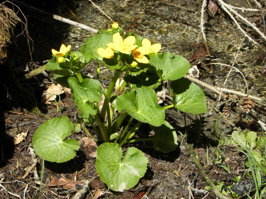 Annexe Caltha des marais, plante.jpg