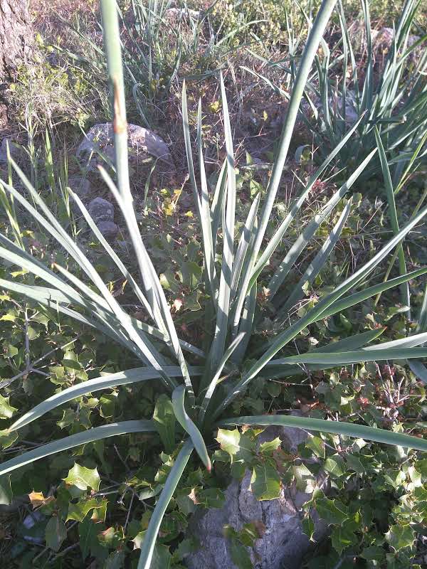 Annexe aphodele blanc feuilles.jpg