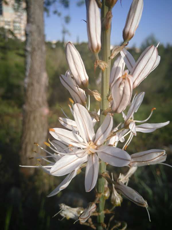 Annexe asphodele blanc fleurs.jpg