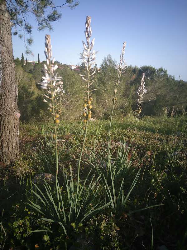 Annexe asphodele blanc.jpg