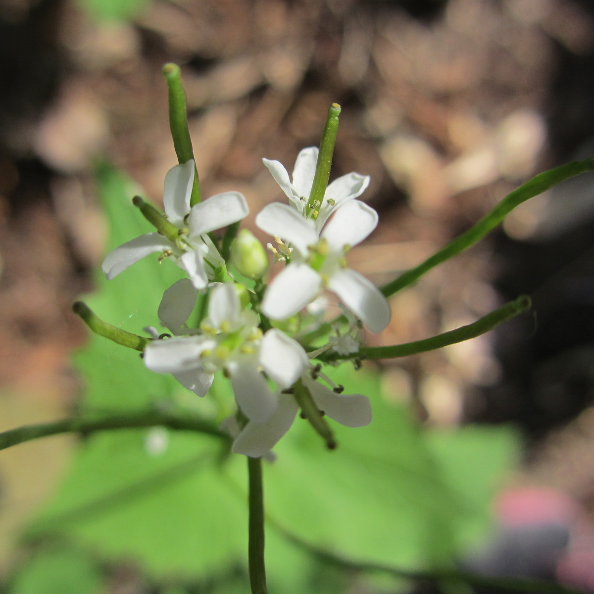 Annexe fleurs et siliques.JPG
