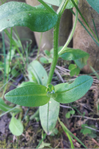 Annexe Feuille tige.PNG