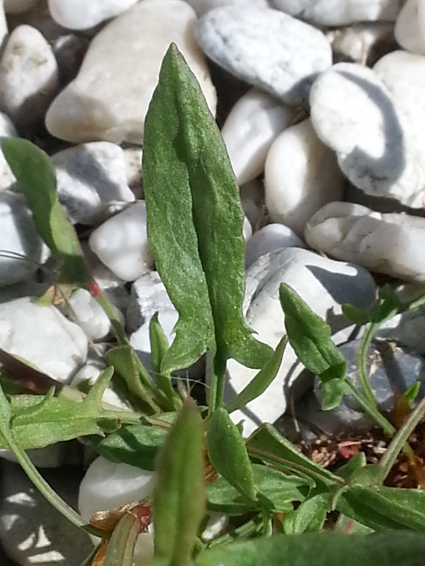 Annexe Petite-Oseille-feuille.jpg