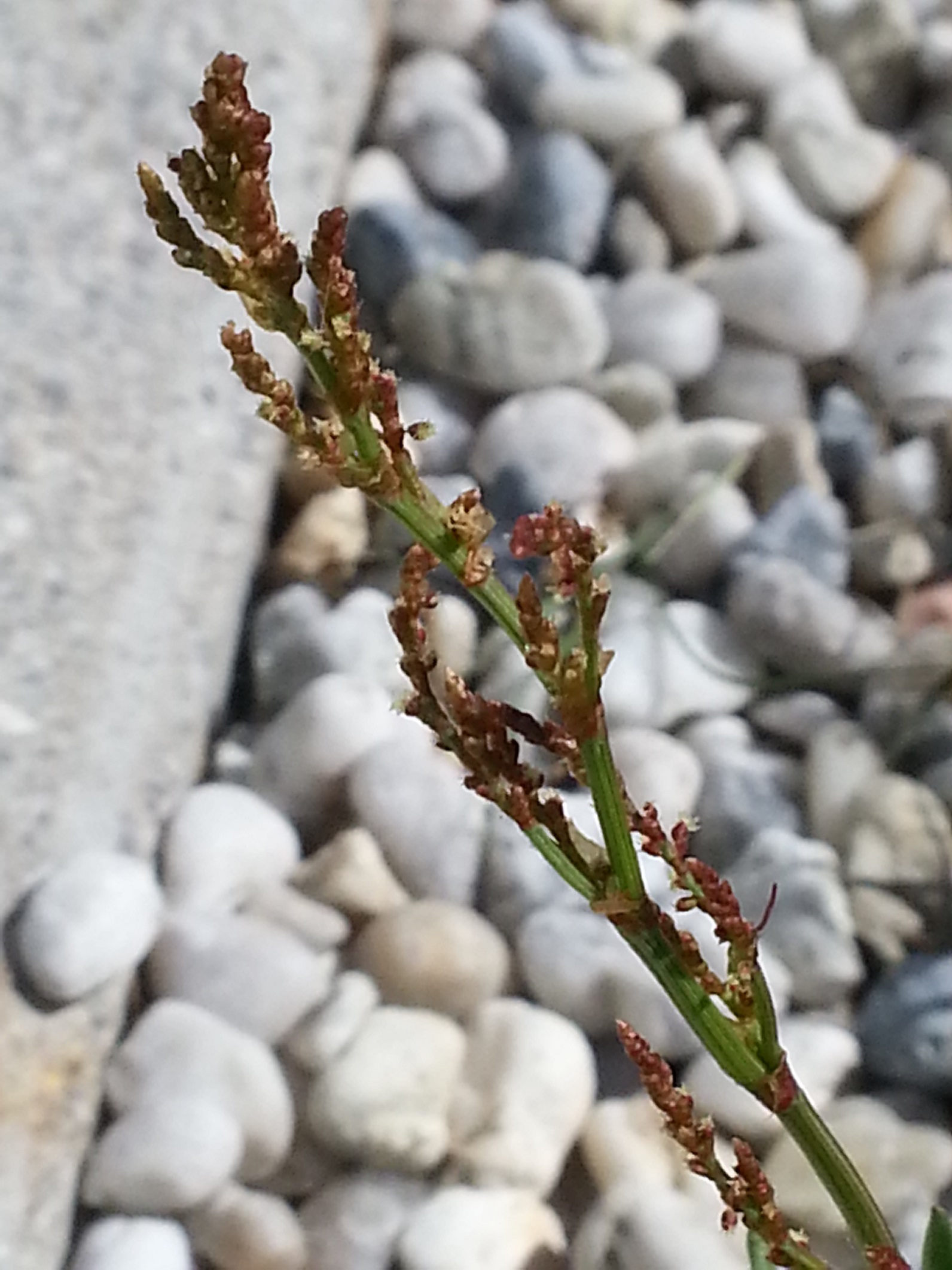 Annexe Petite-Oseille-fleur.jpg