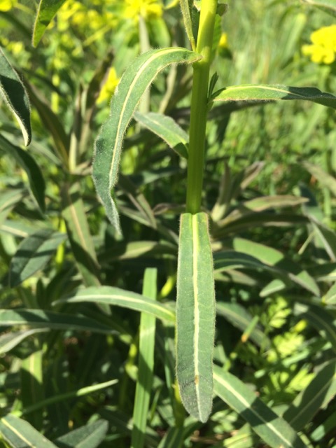 Annexe #3 [feuilles]