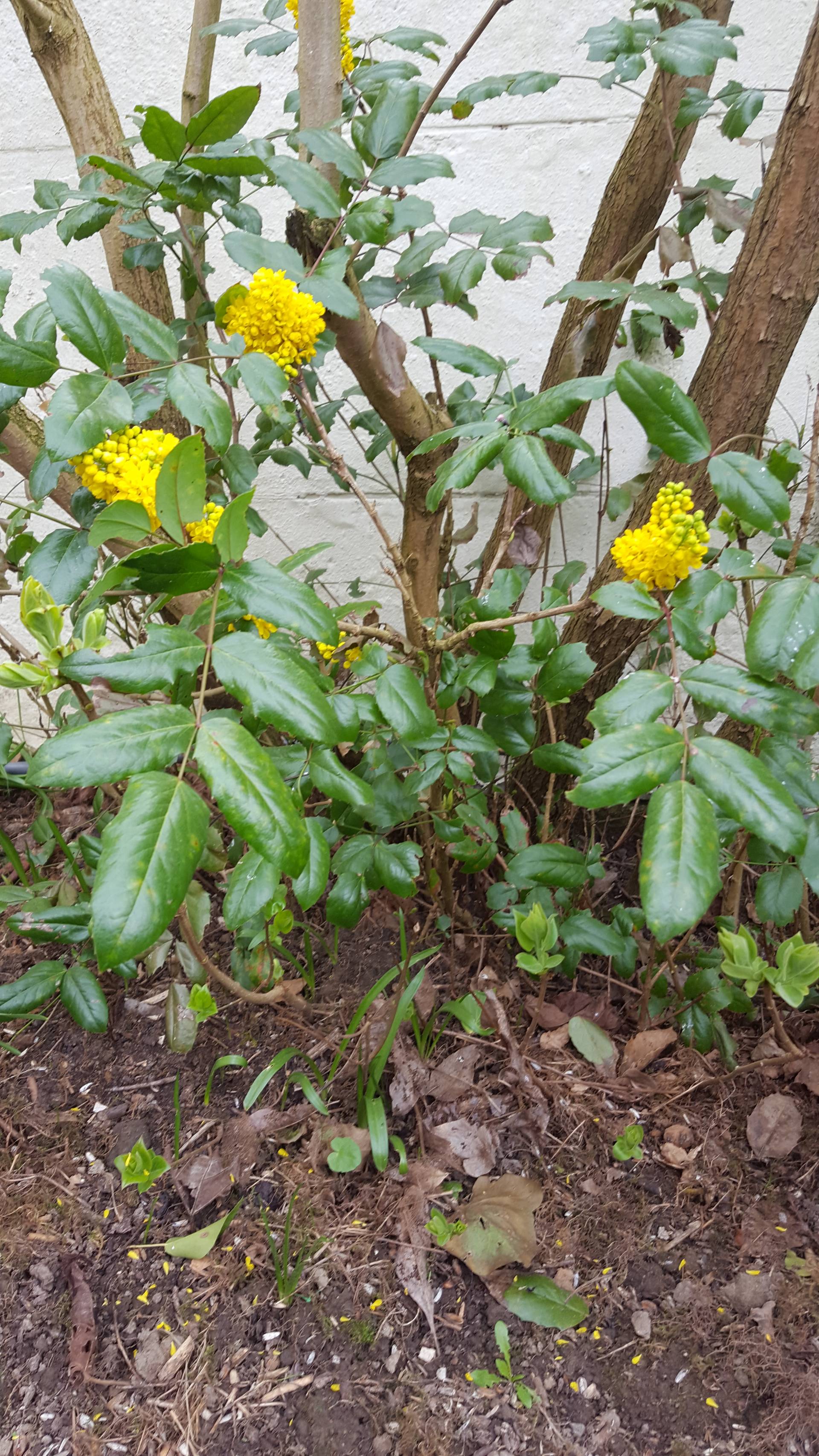 Annexe 20180409_163331.jpg