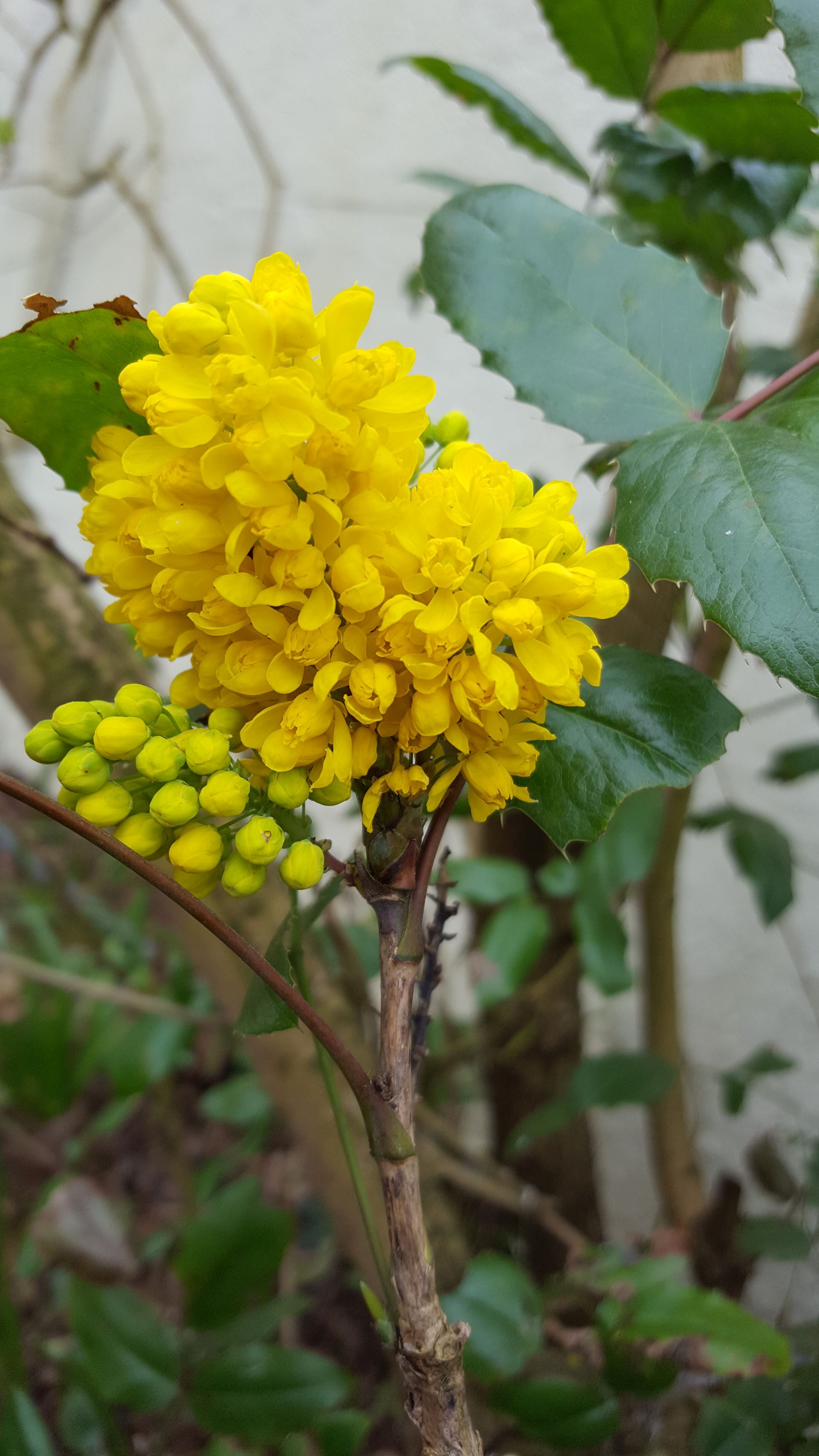 Annexe 20180409_163344.jpg