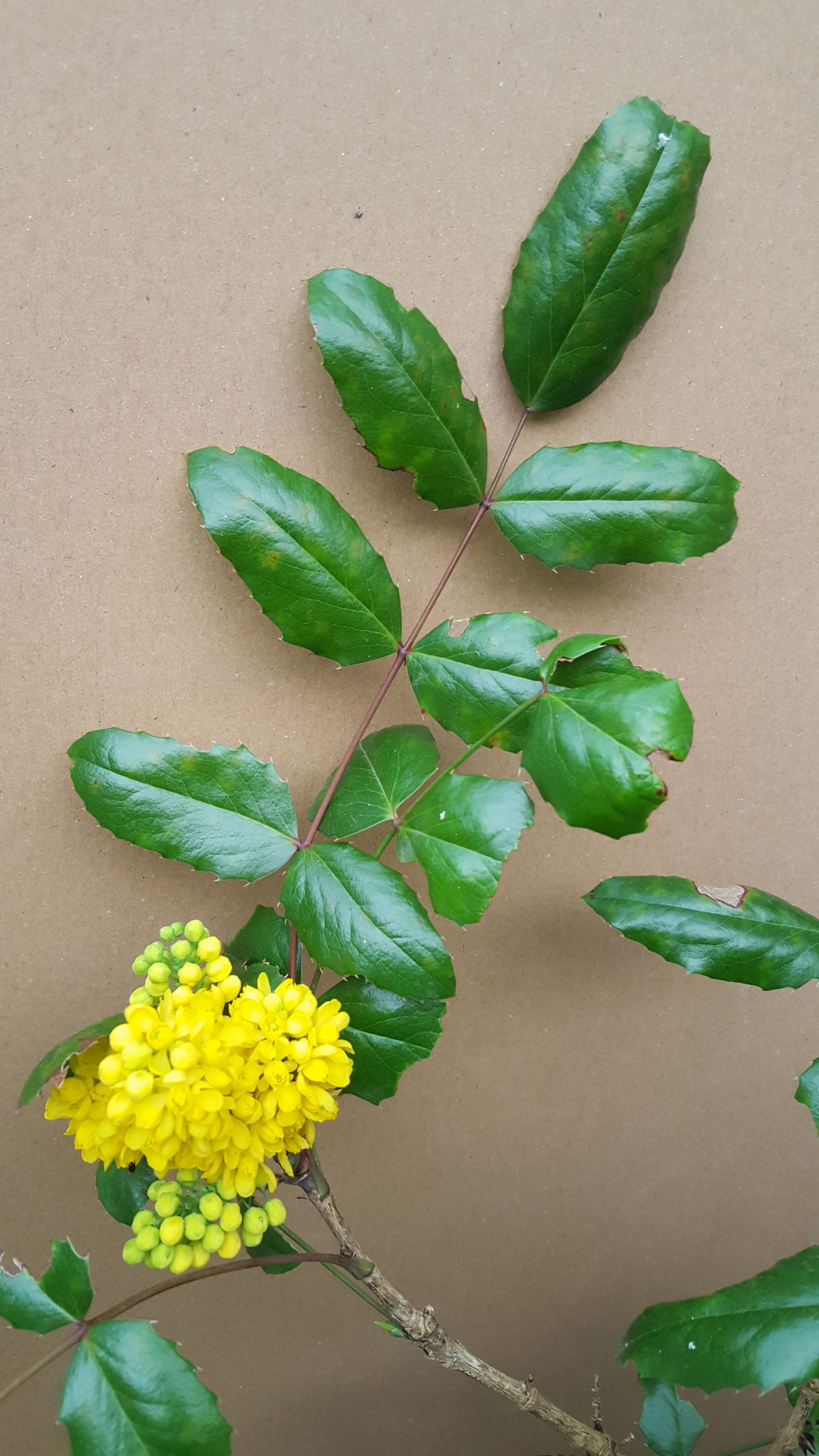 Annexe 20180409_185525.jpg