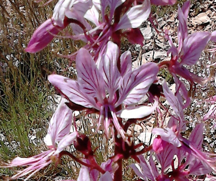 Annexe fraxinelle.jpg