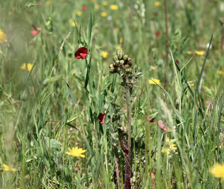 Annexe Capture d’écran 2018-04-20 à 18.35.26.png