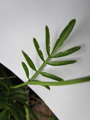 Annexe cardamine des prés flles.JPG