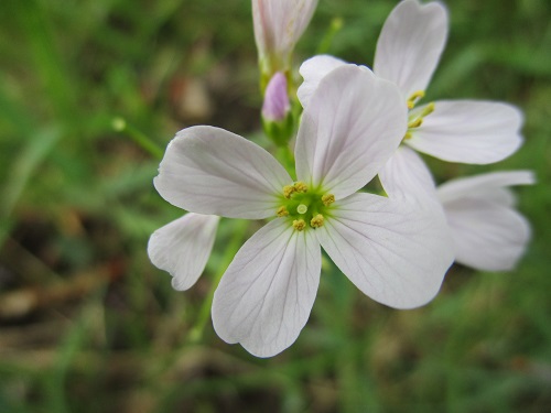 Annexe cardamine des prés fls.JPG