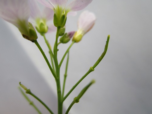 Annexe cardamine des prés frs.JPG