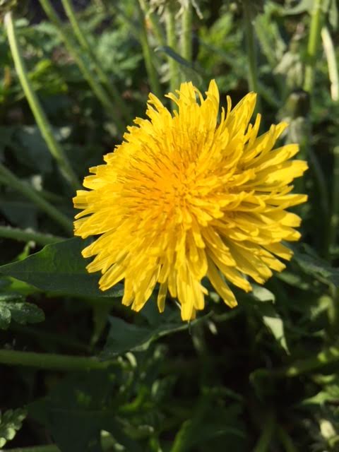 Annexe unnamed (2).jpg