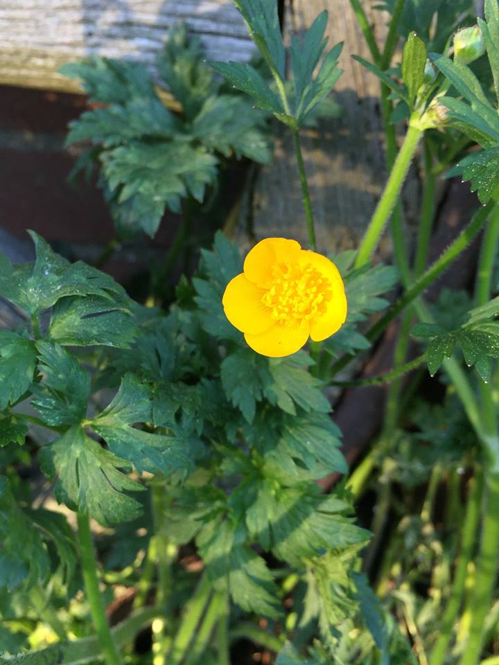 Annexe 30777055_999959366820994_620537357_n.jpg