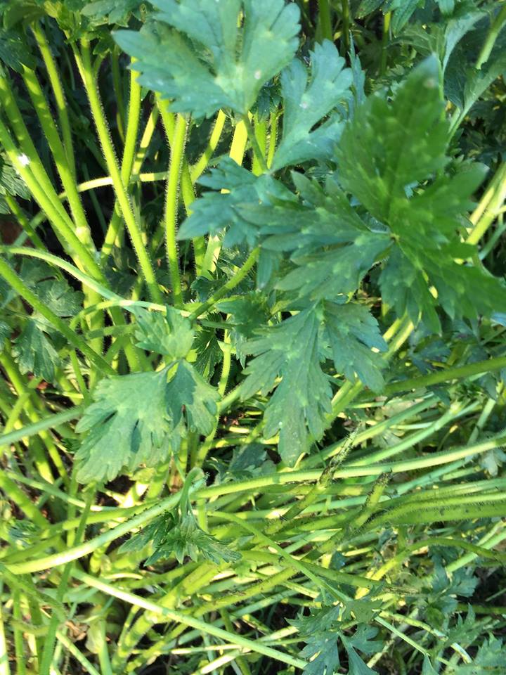 Annexe 30429584_999959373487660_1289550065_n.jpg