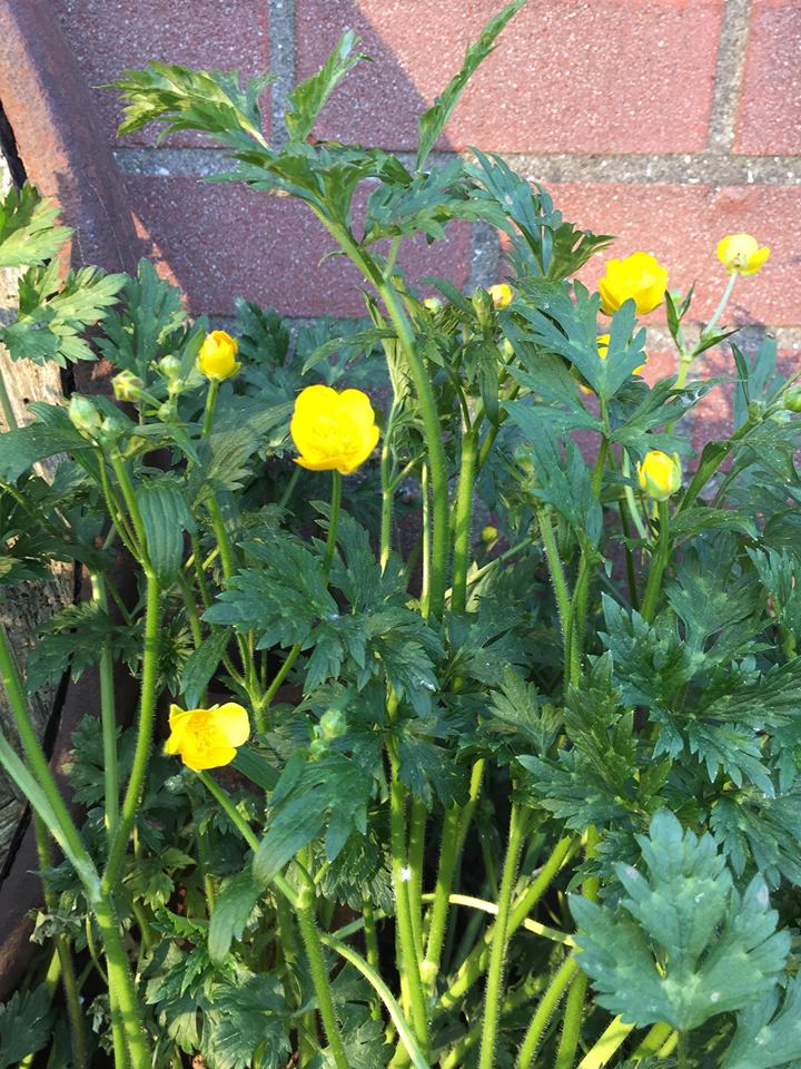 Annexe 30776410_999959380154326_581134532_n.jpg