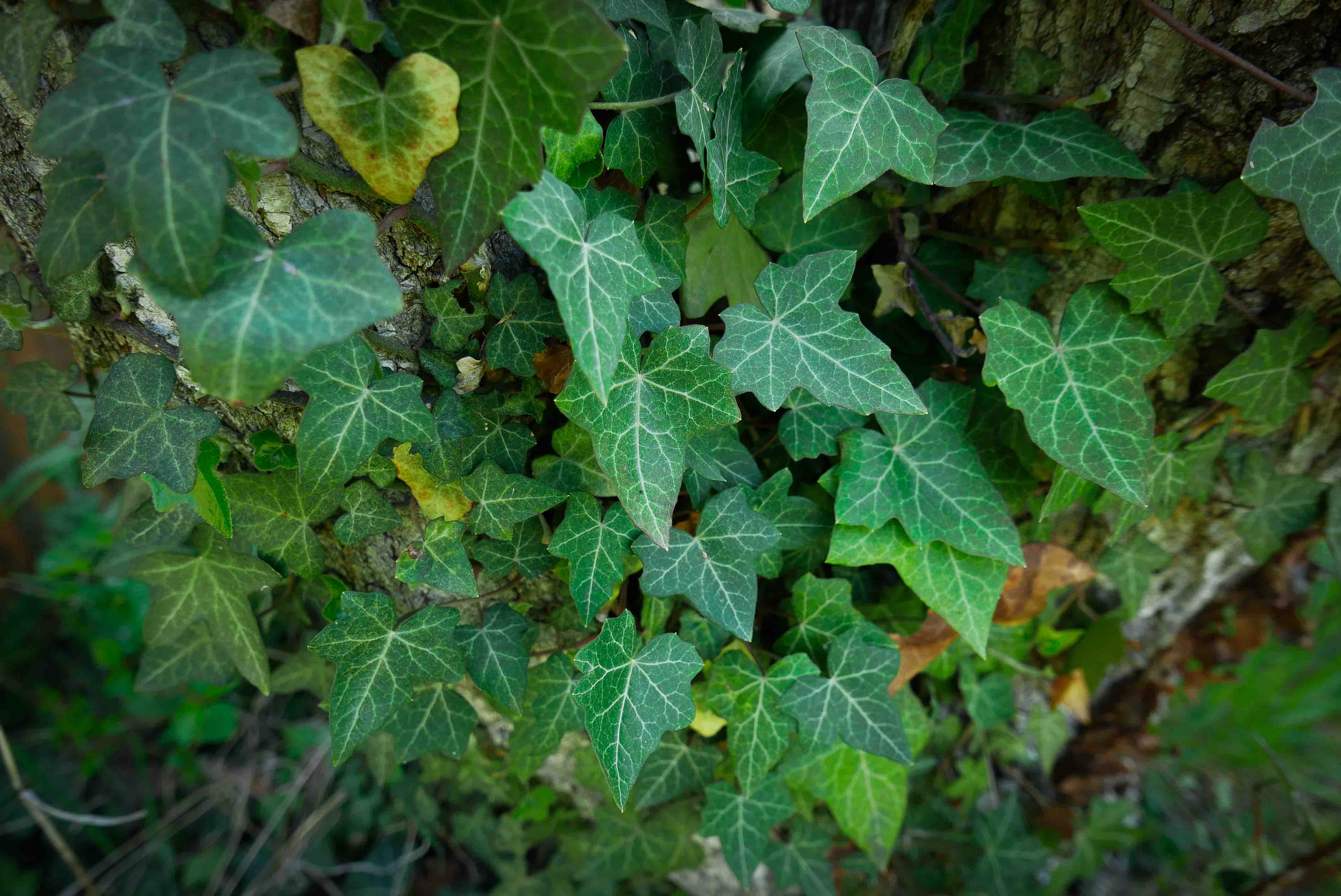 Annexe pissenlit22.jpg