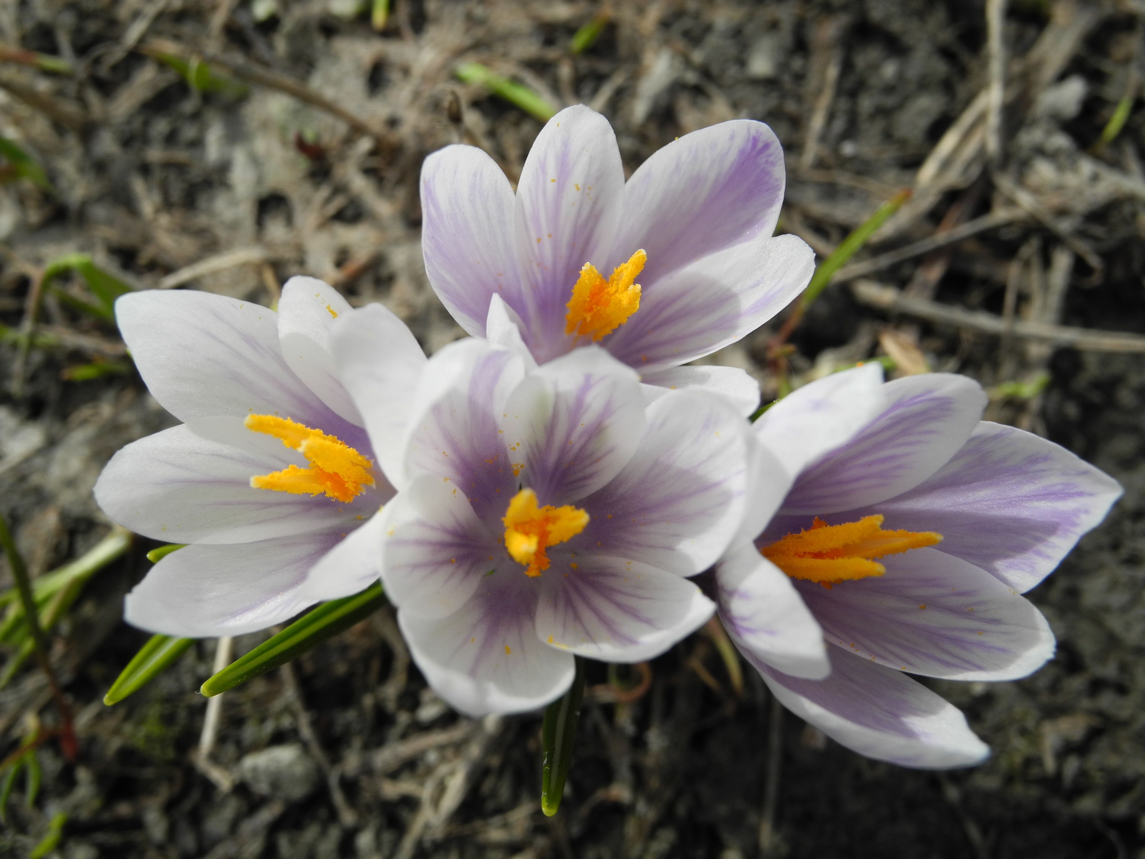 Annexe Crocus2.jpg