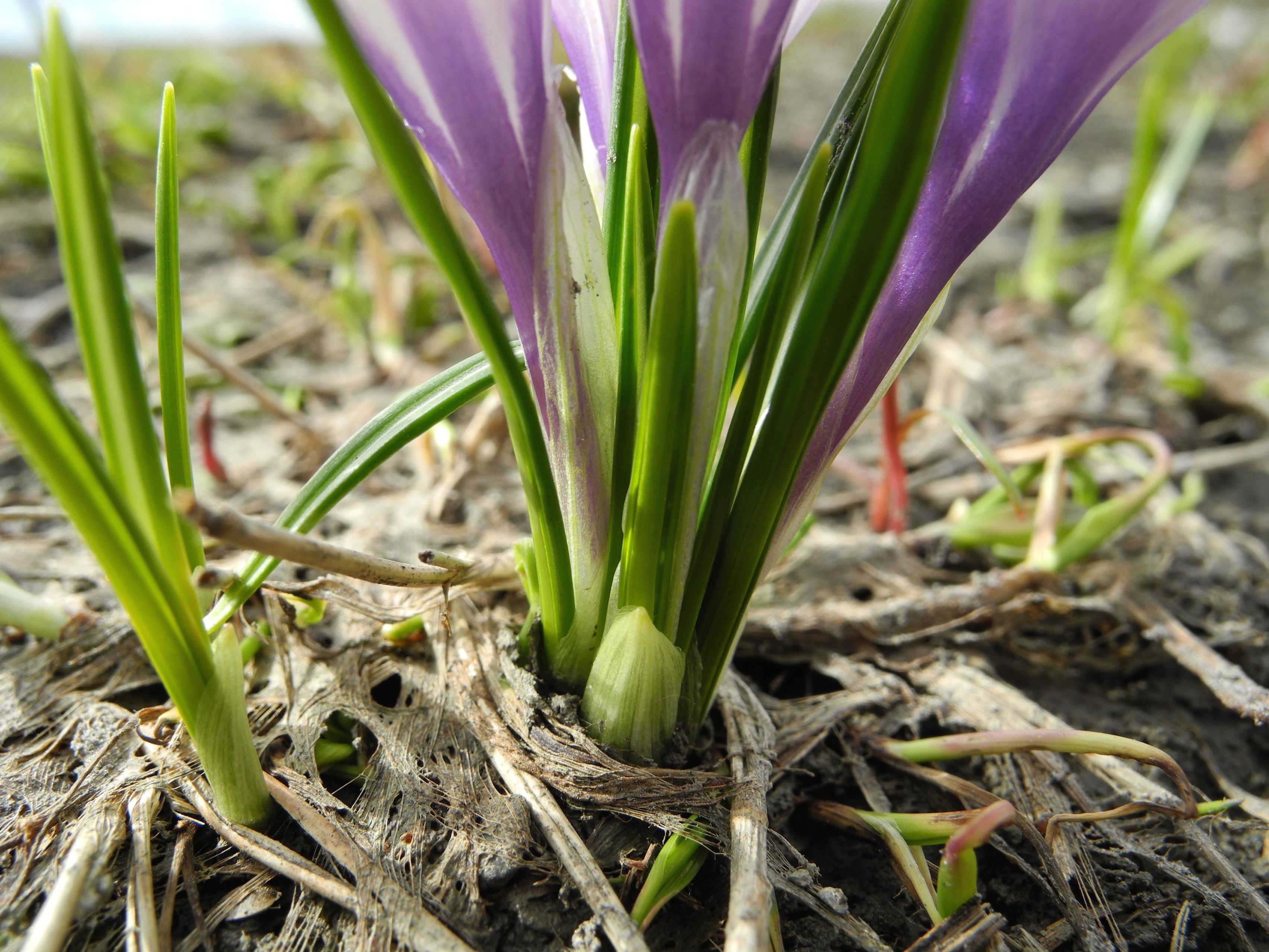 Annexe Crocus3.jpg