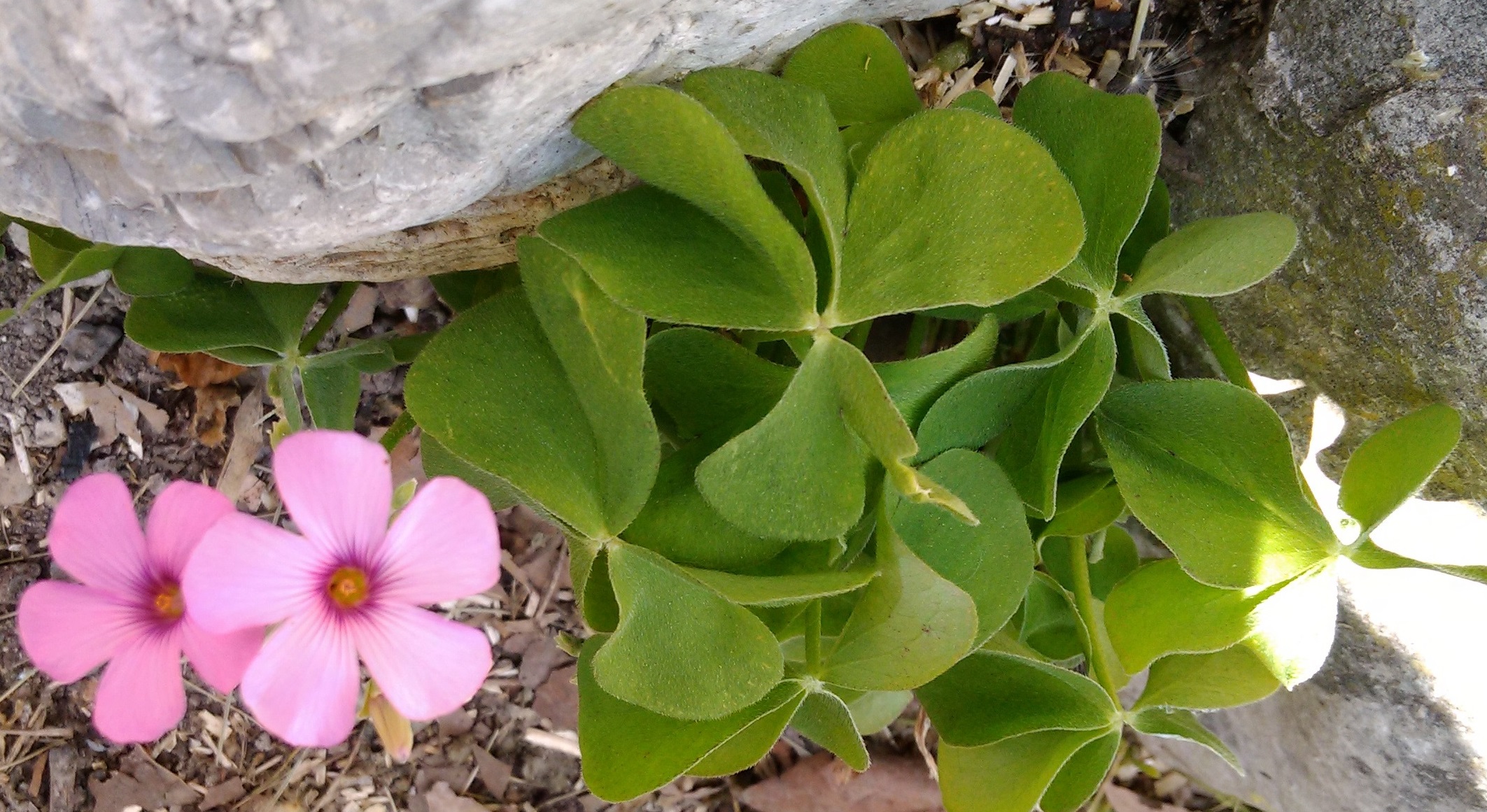 Annexe IMG_20180423_144503.jpg