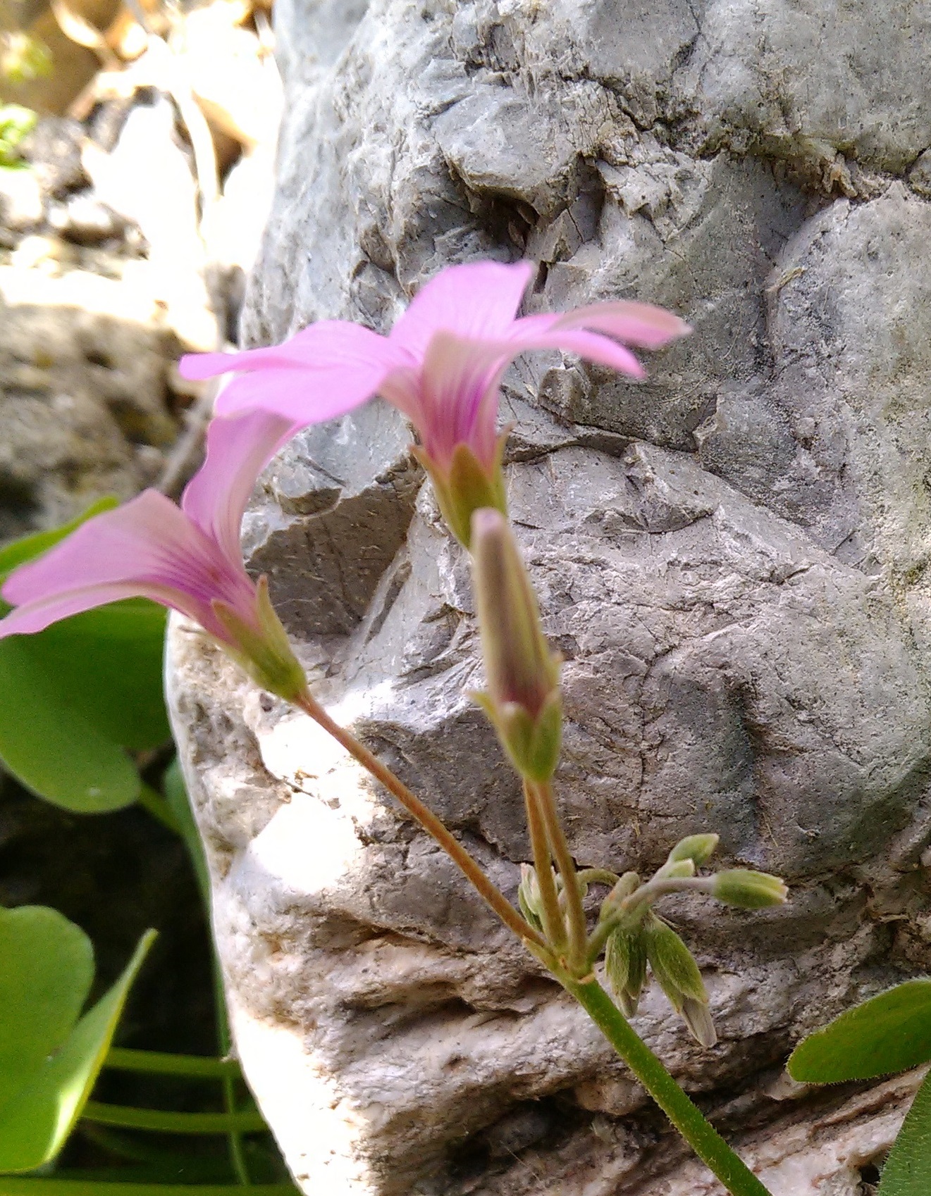 Annexe IMG_20180423_144646.jpg