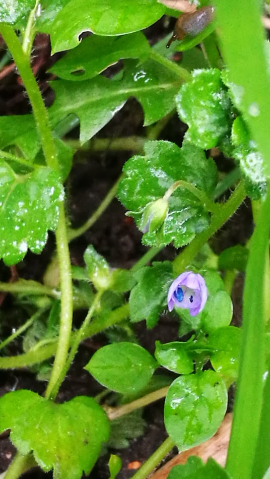 Annexe fleur bleur.jpg