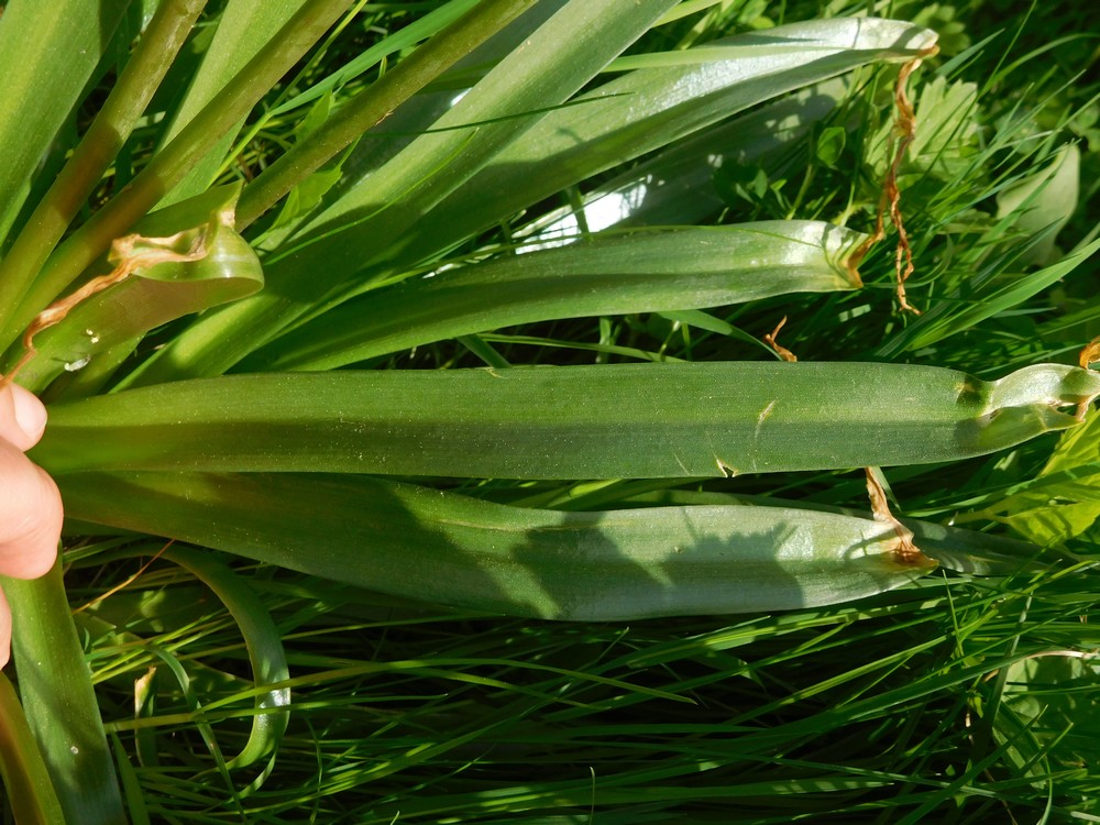 Annexe jacinthe dEspagne - feuille.JPG