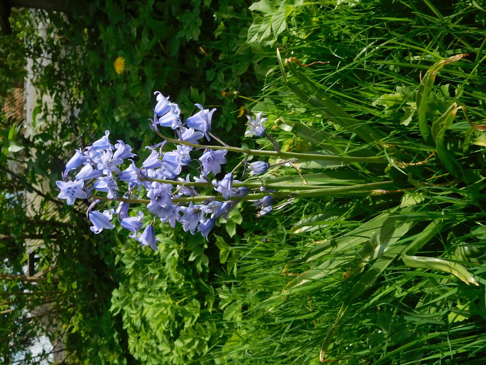 Annexe jacinthe dEspagne - vue densemble.JPG