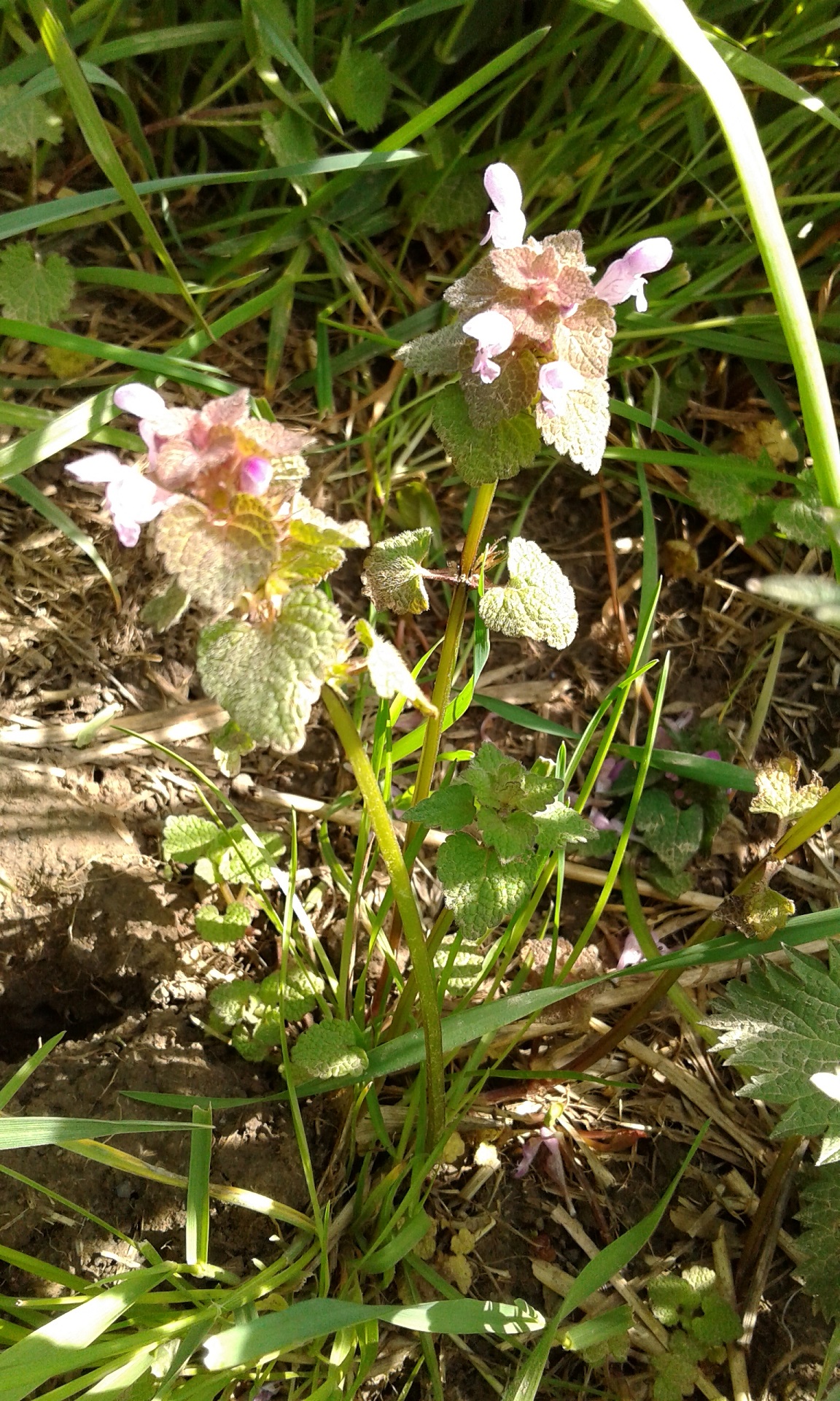 Annexe 20180416_160510.jpg