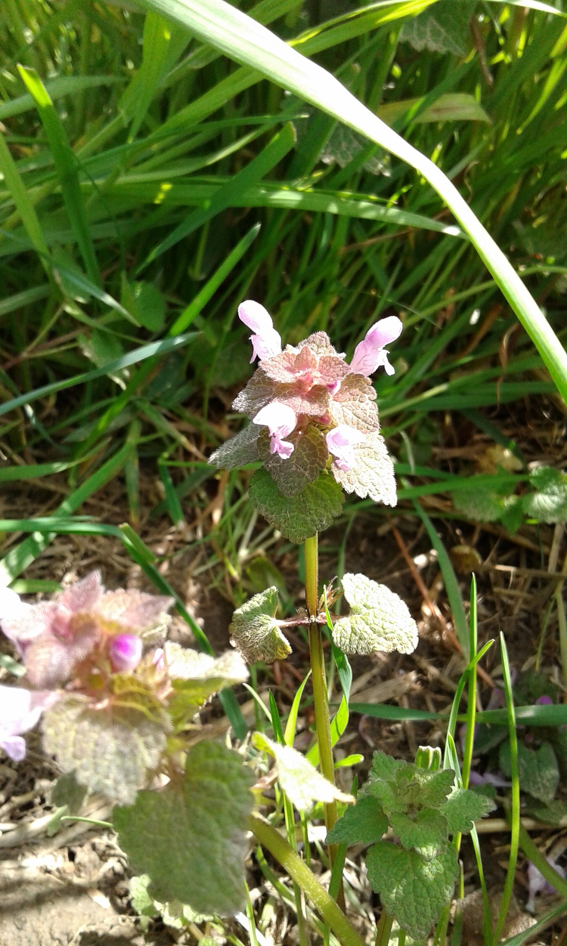 Annexe 20180416_160526.jpg