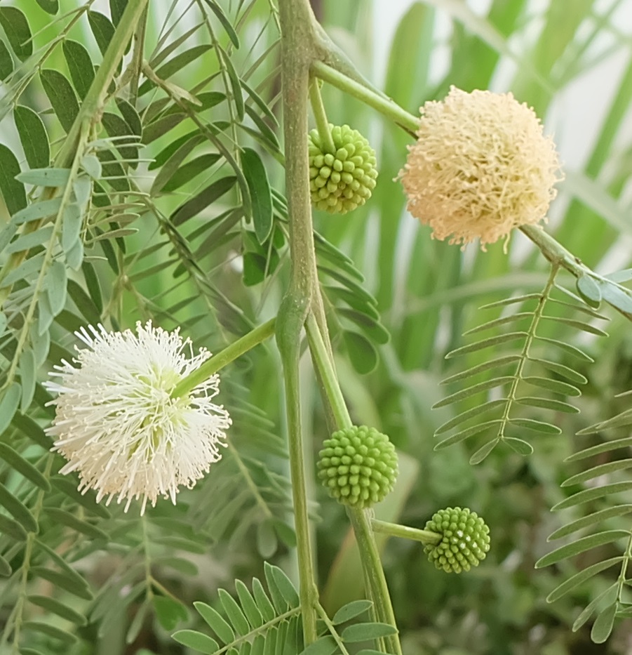 Annexe Acacia Fleurs et boutons floraux.jpg