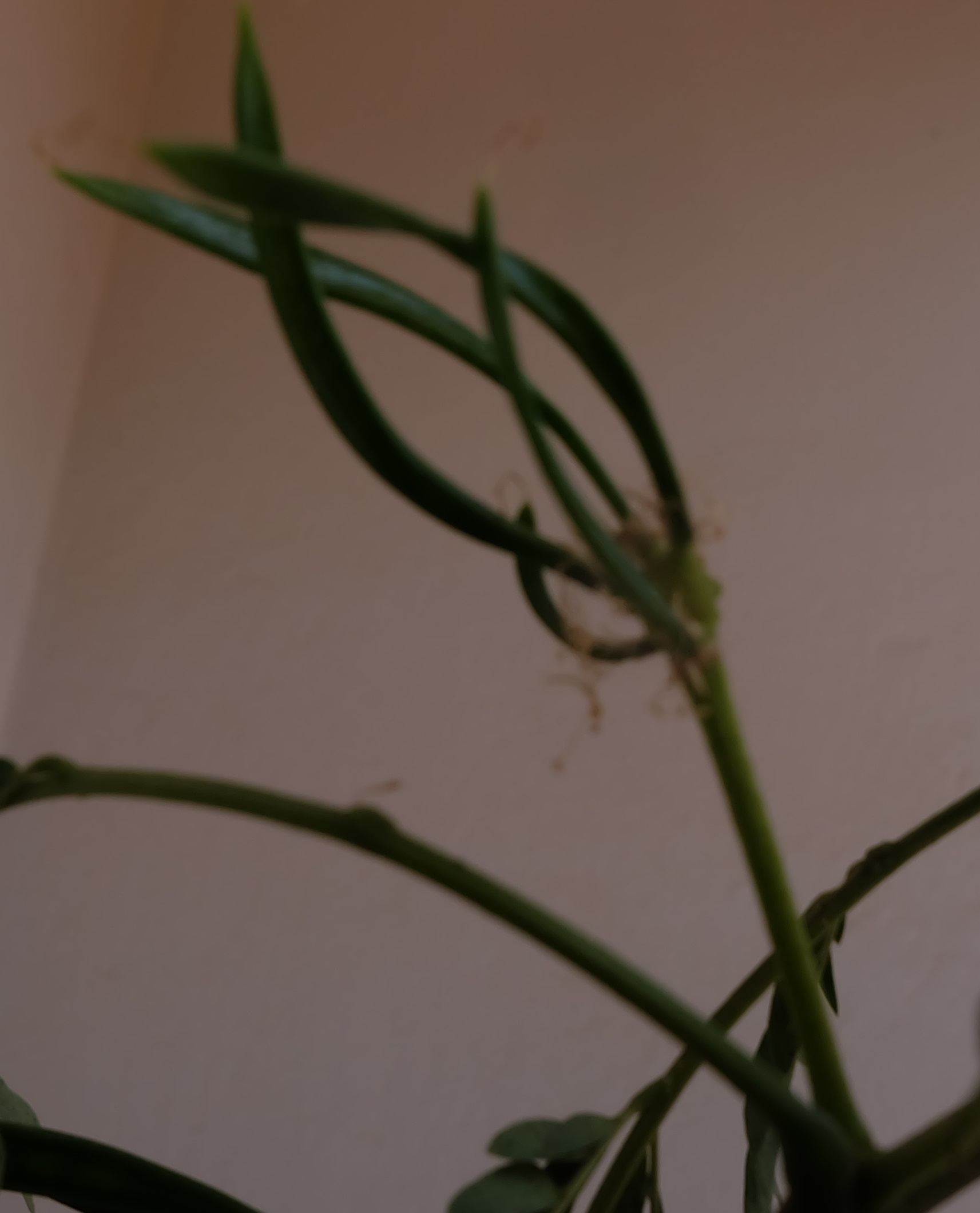 Annexe Acacia jeunes gousses.jpg