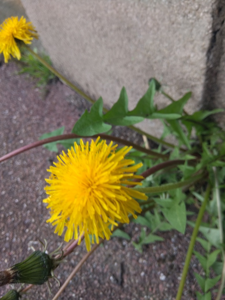 Annexe IMG_20180413_190920.jpg