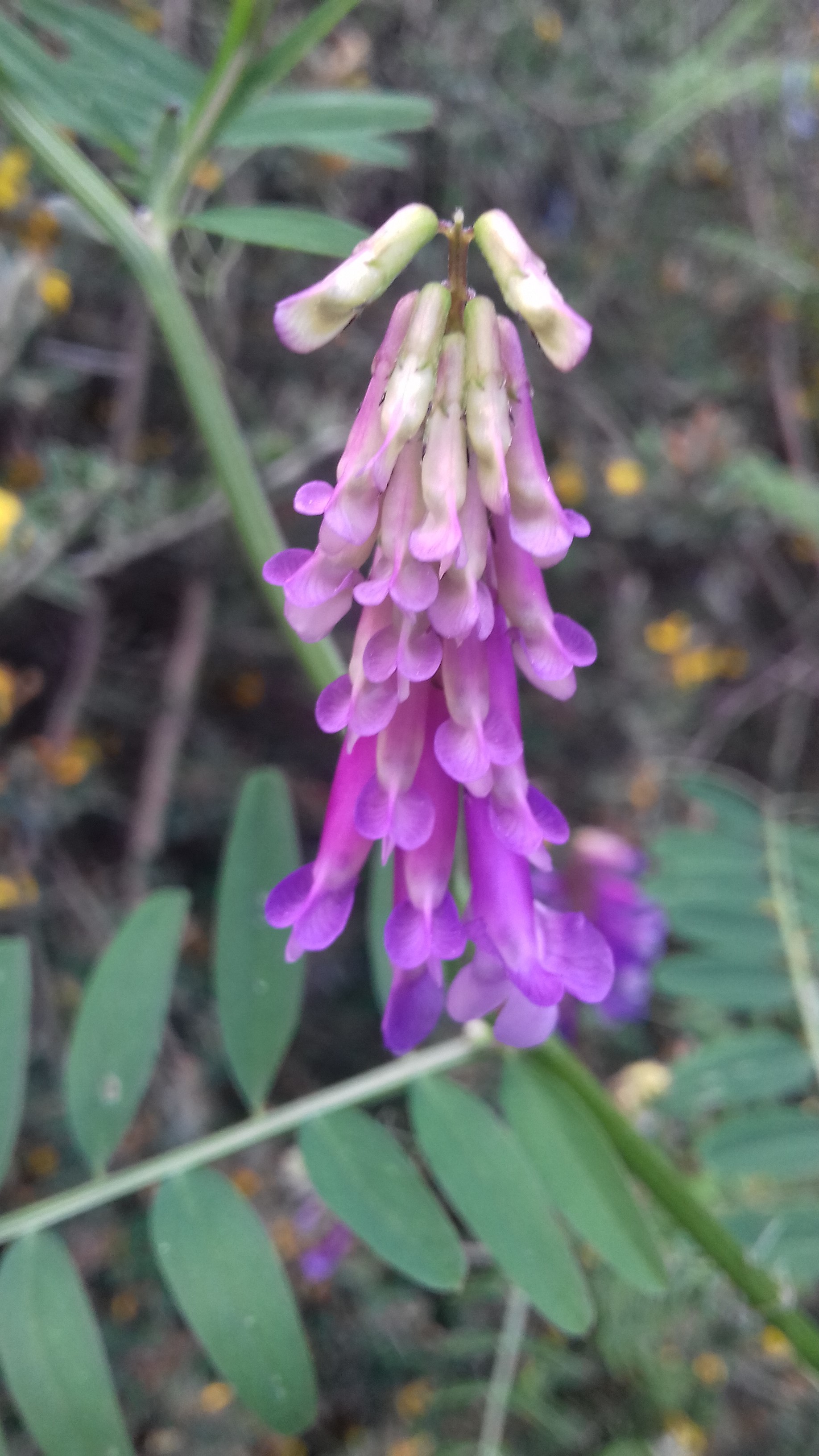 Annexe 20180423_192453.jpg