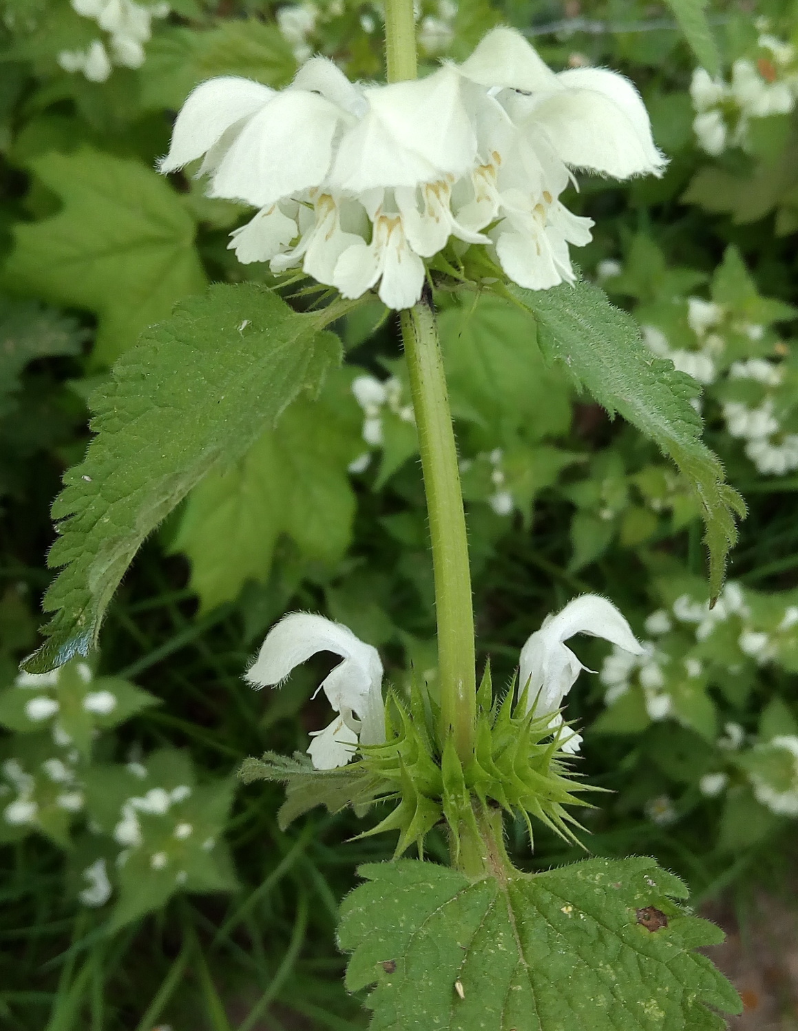 Annexe Détails floraux.jpg