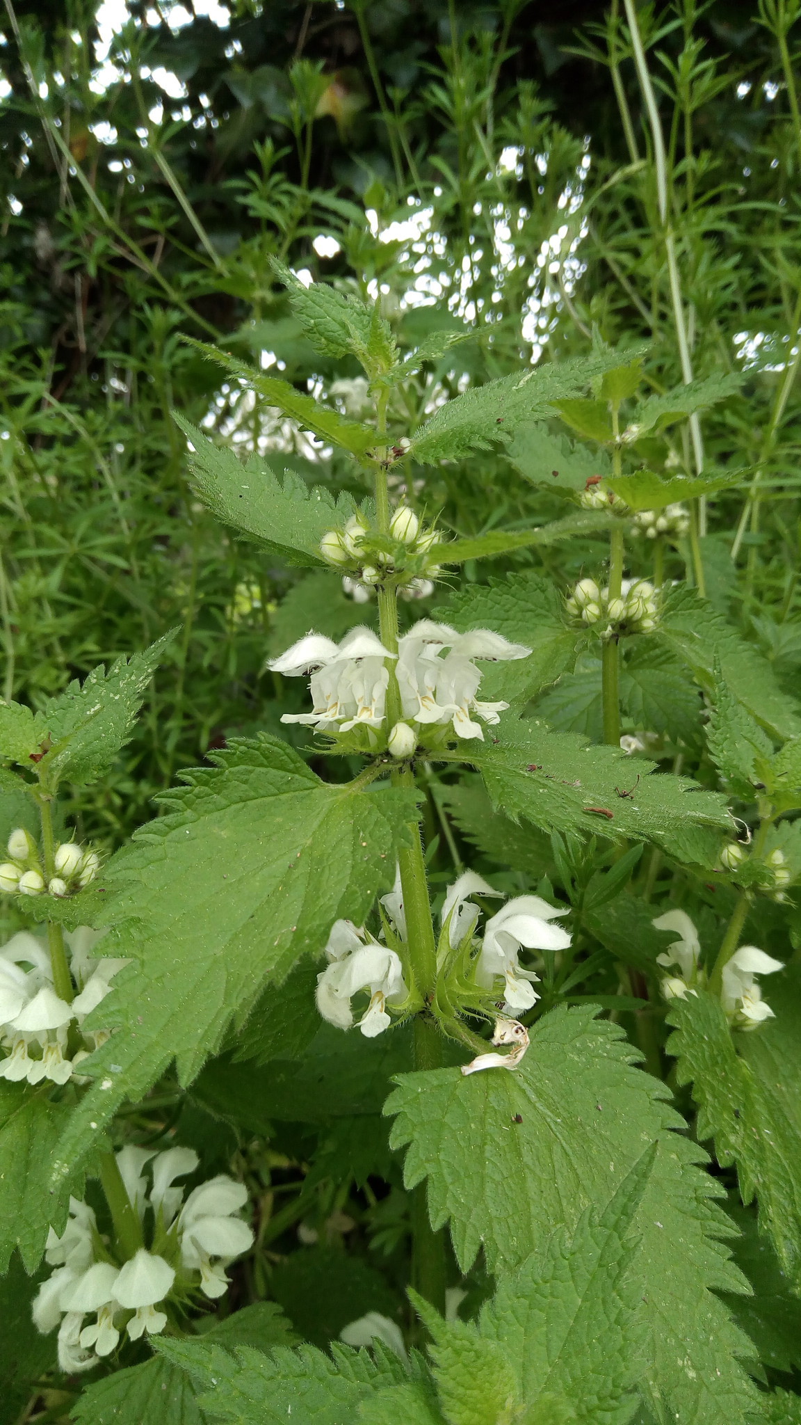 Annexe Port général.jpg