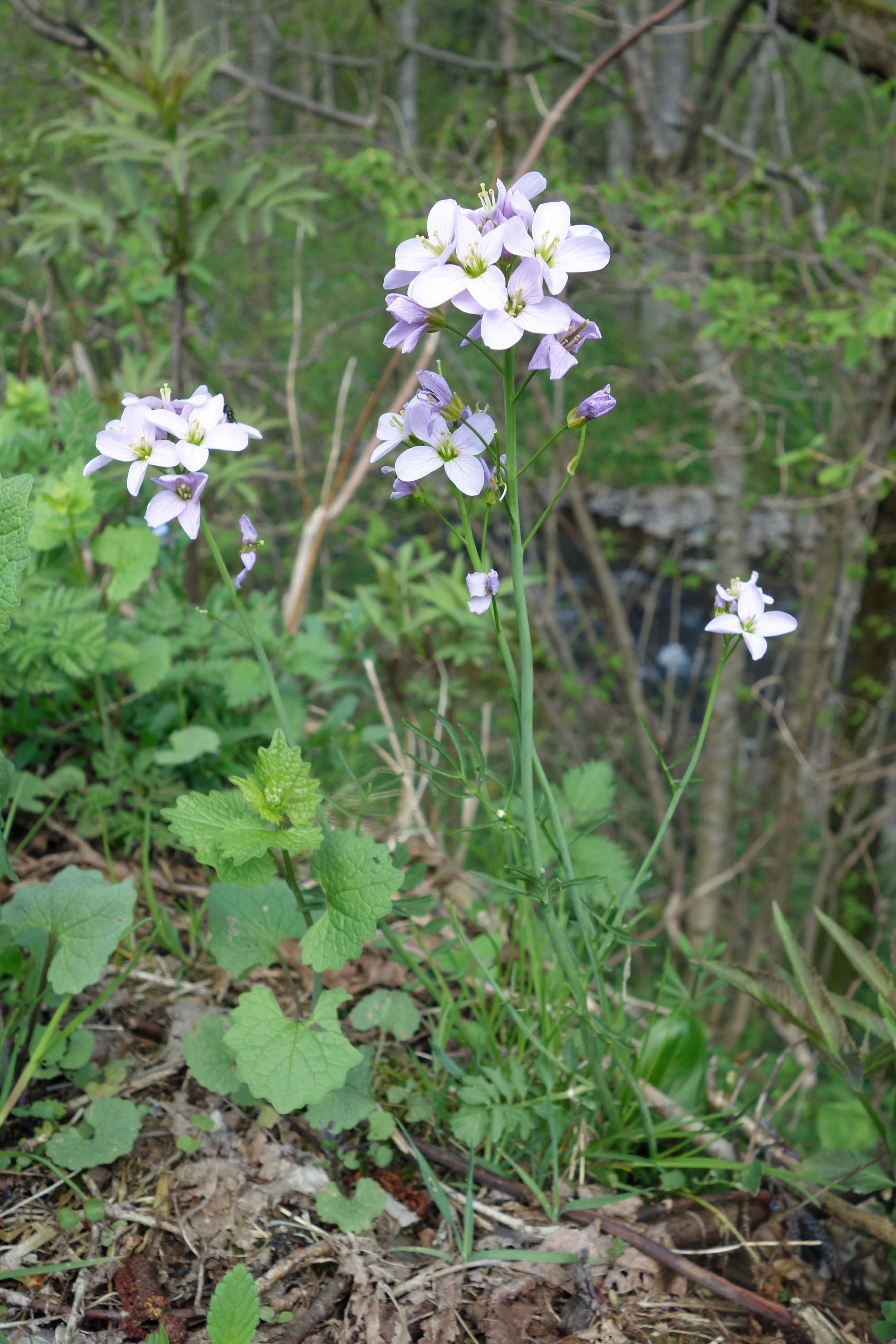 Annexe Cardamine des prés 1.jpg
