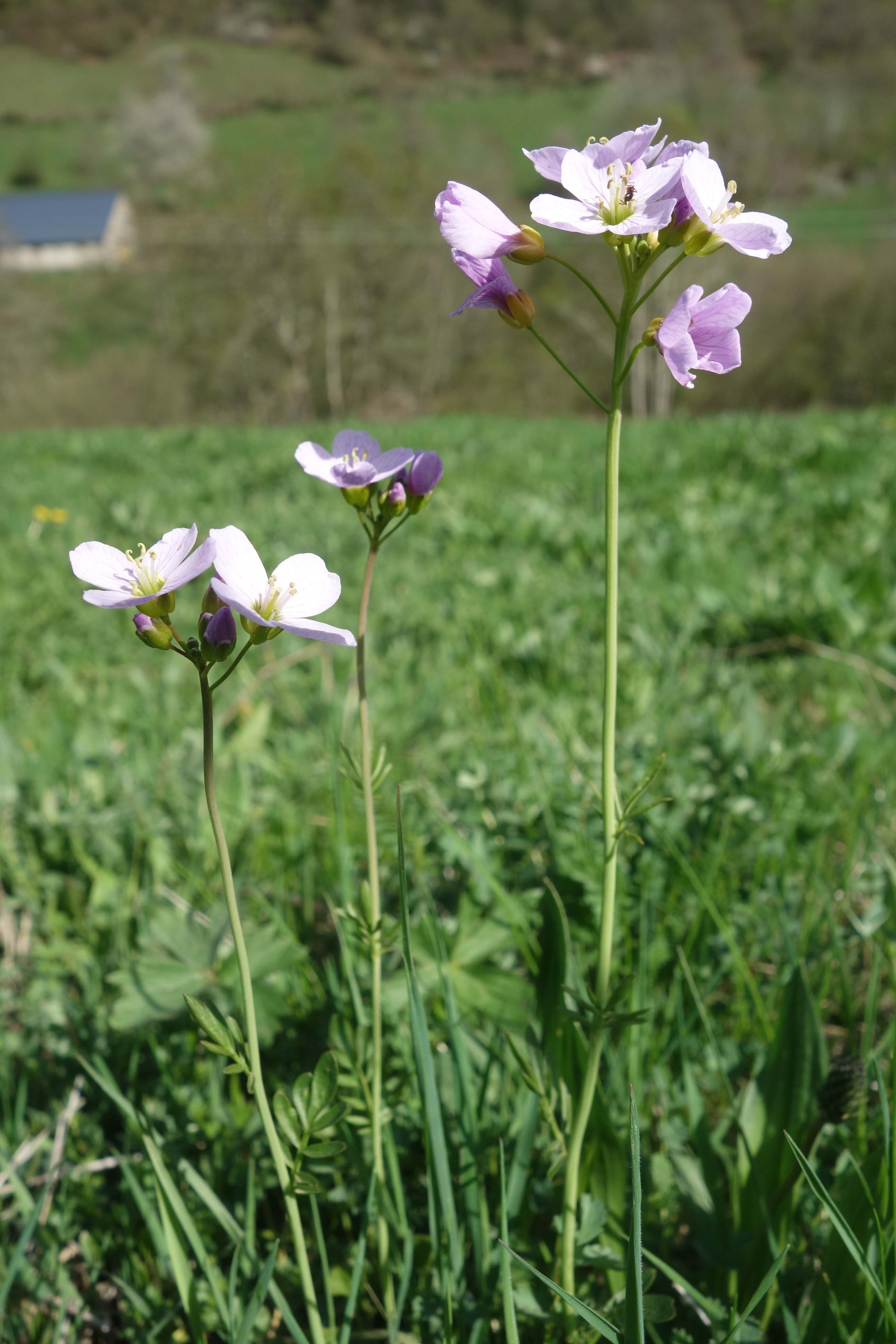 Annexe Cardamine des prés 2.jpg