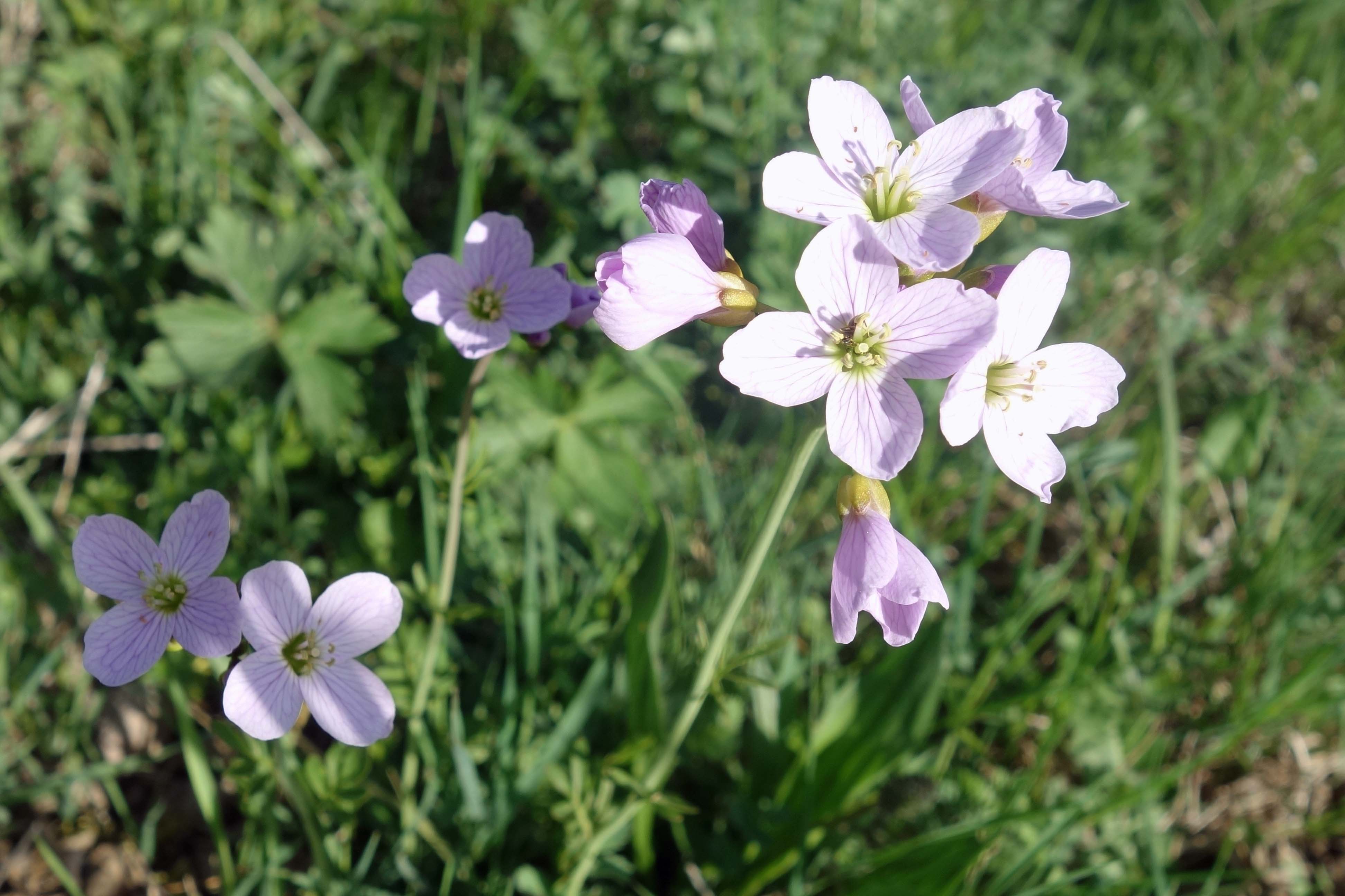 Annexe Cardamine des prés 3.jpg