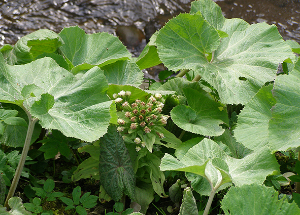 Annexe Petasites-vue globale.jpg