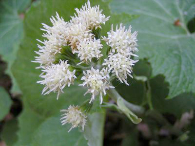 Annexe petasite-fleur.jpg