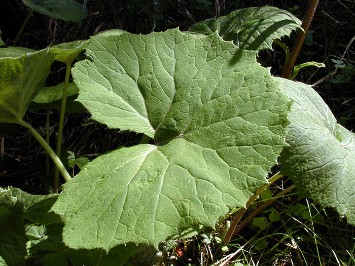 Annexe petasites feuille.jpg