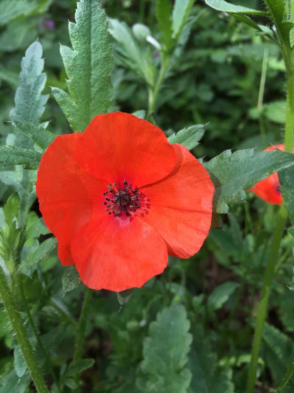 Annexe 638E6355-A90E-492A-9E0B-4677CFF9534B.jpeg