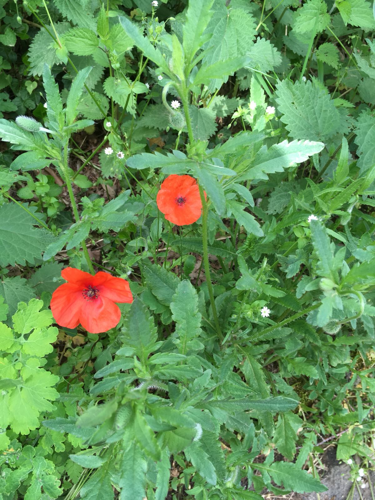 Annexe 846C4D7B-2936-405F-89BD-0AA56212A53C.jpeg