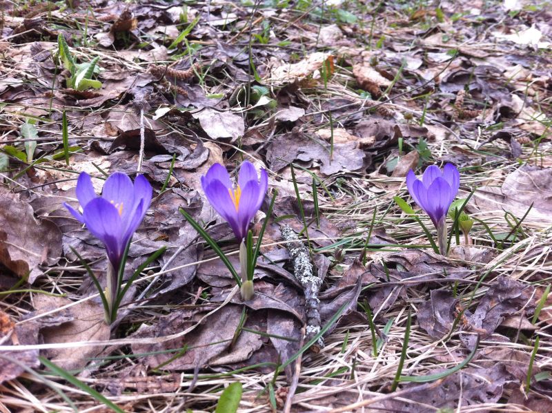 Annexe 3 crocus, feuilles et fleurs.jpg