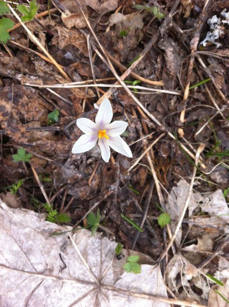 Annexe Crocus blanc vu du dessus.jpg