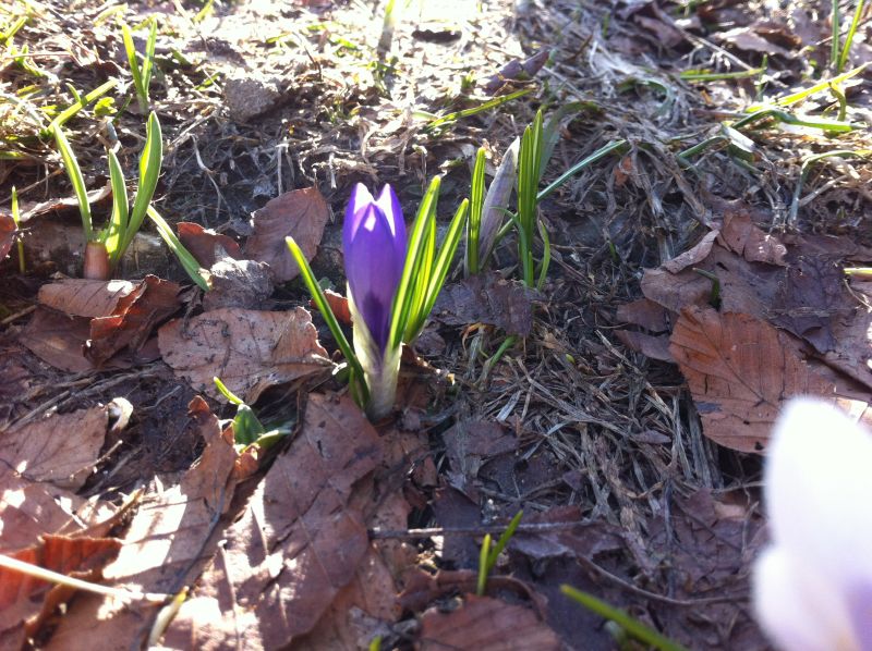 Annexe jeune crocus.jpg