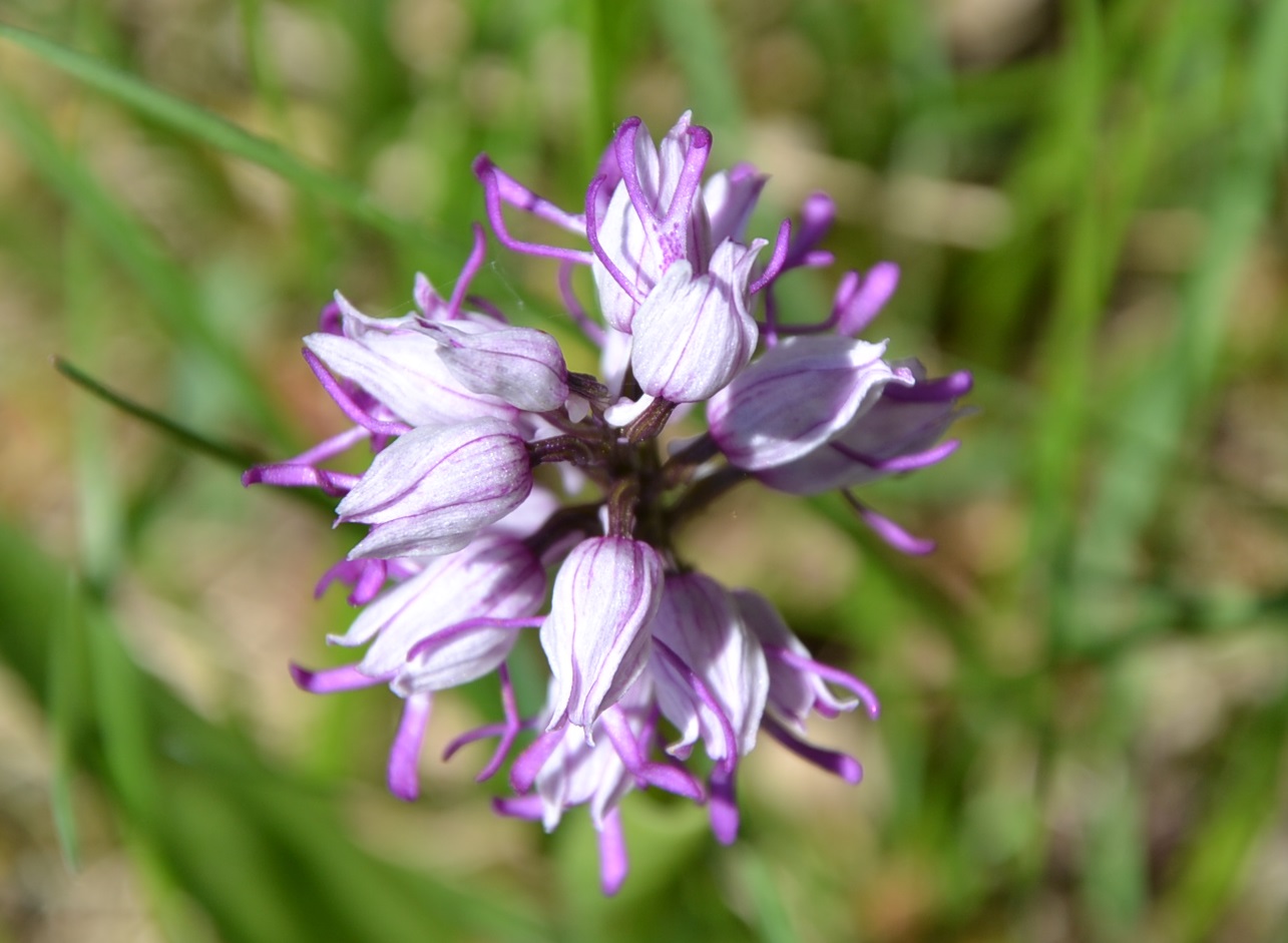 Annexe DSC_0572b.jpg